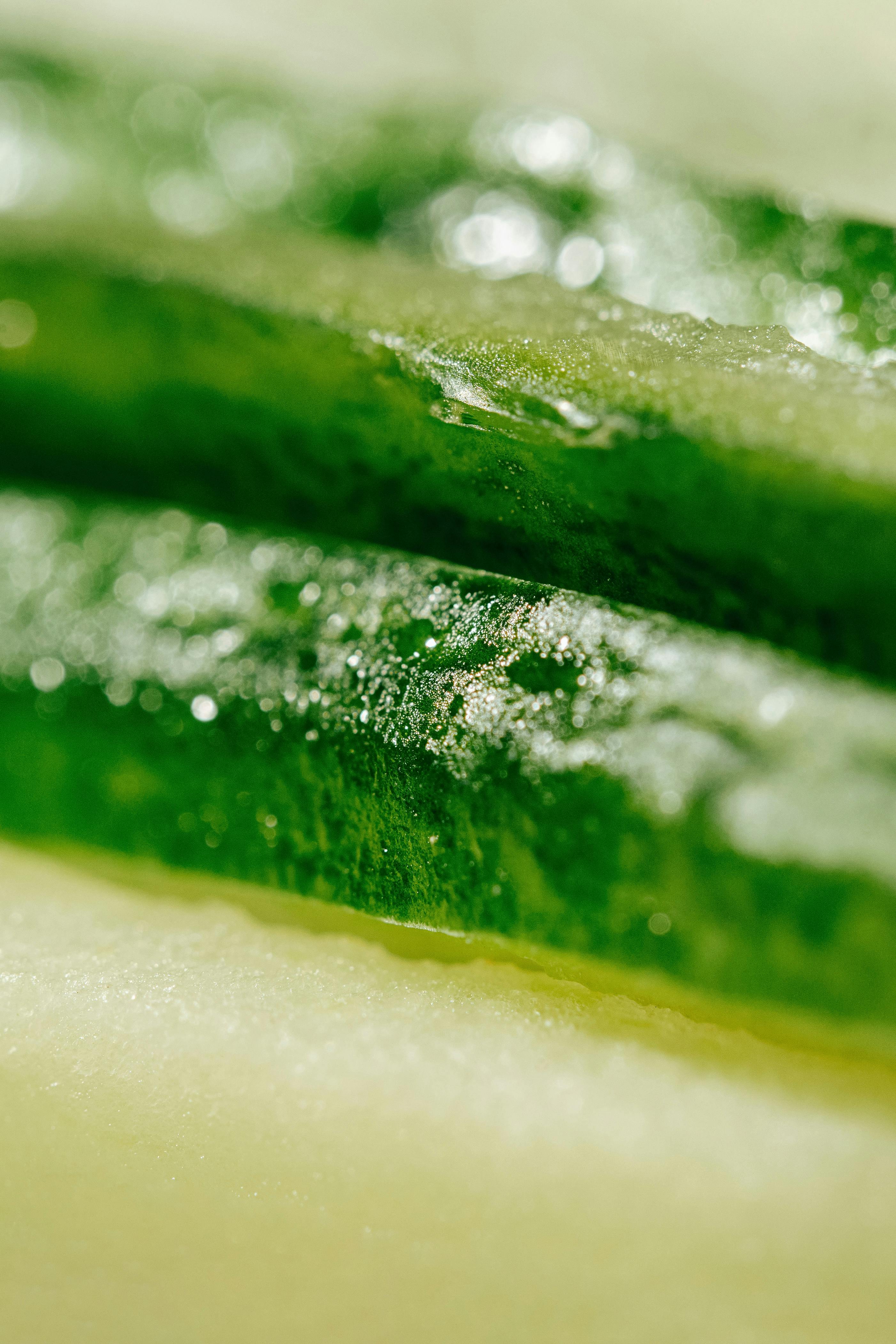 Green algae culture absorbing carbon